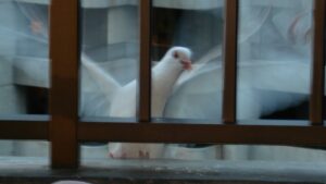 Ariail-James-0000-Landscape-0213